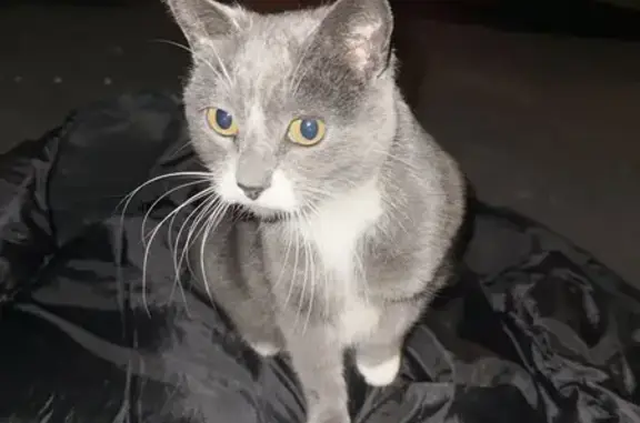 Lost Grey & White Cat Found in Farmington