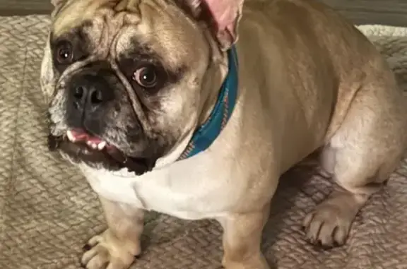 Found: Tan Male French Bulldog in Chandler