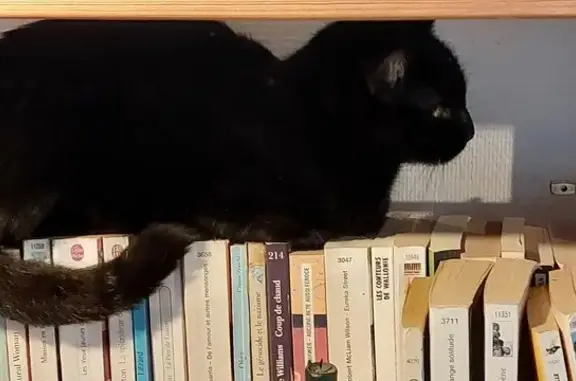 Chat trouvé Le Boulou, photo: Chat noir trouvé Rue des Cistes, Le Boulou