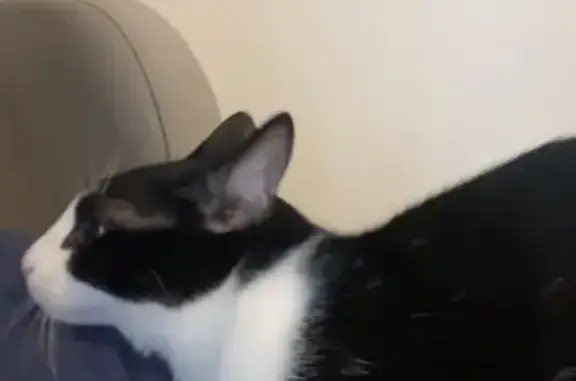 Chat noir et blanc perdu à Camarsac - photo