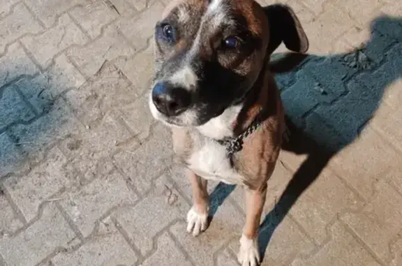 Chien trouvé Chemin de la Traille, Péage-de-Roussillon - photo
