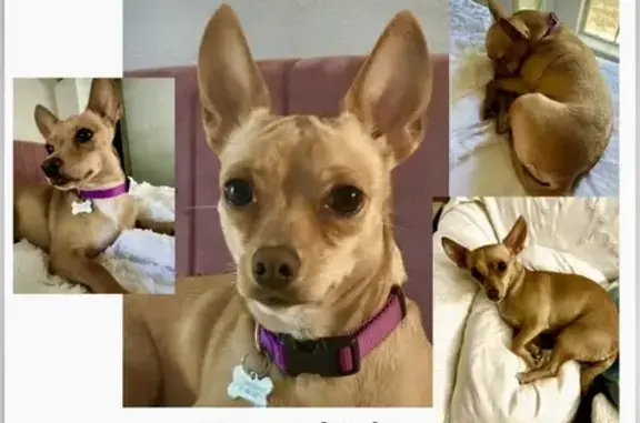 Help Find Lorenzo: Lost Chiweenie in Austin