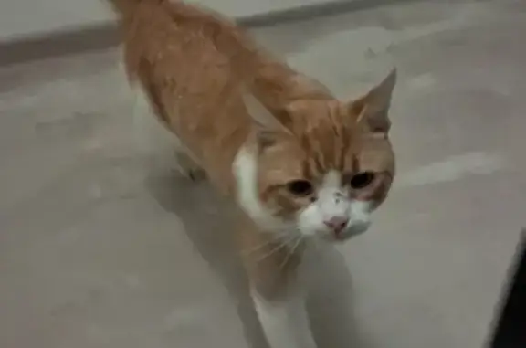 Chat roux trouvé, perdu à Metz - photo