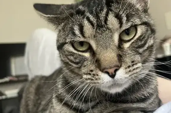 Missing Tabby Cat: Whiskey in Reynoldsburg