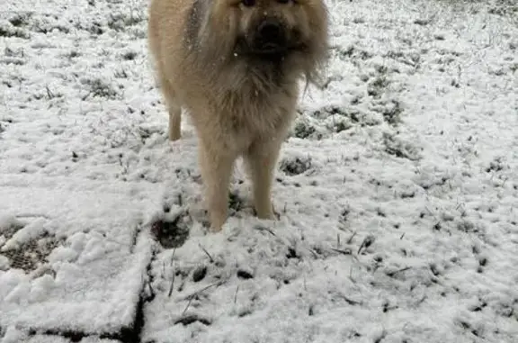 Chien perdu : Nino, vu au Plessis-Belleville - photo