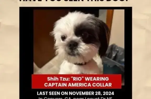 Missing Shih Tzu: Blue Collar Alert!