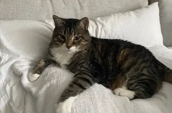 Lost Tabby Gizmo: Last Seen in Kitchener