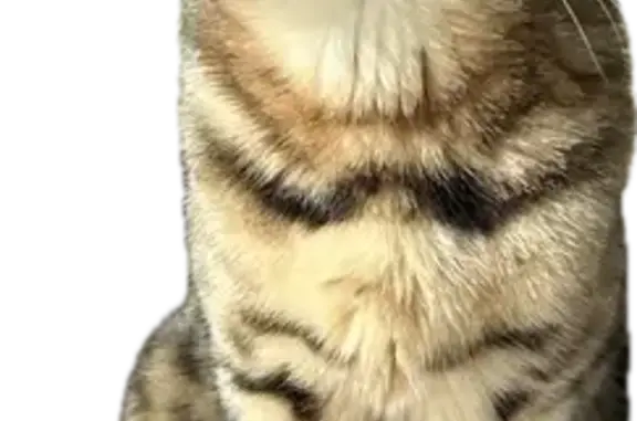 Animaux perdus Paris, photo: Chat perdu : Tigrou, Bengal rue Boileau