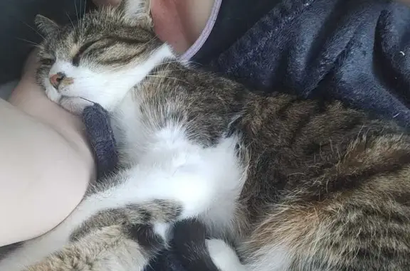 Animaux perdus Montreuil, photo: Chatte Sky 9 ans perdue à Montreuil