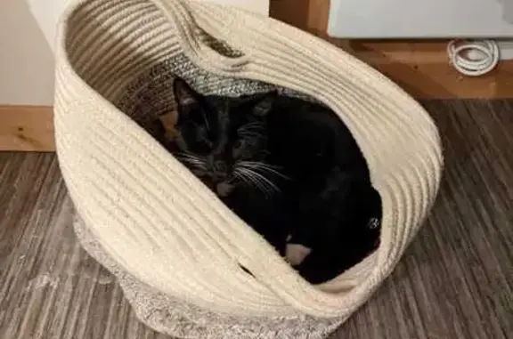 Chat noir et blanc disparu à Allinges - photo