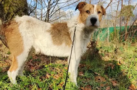Animaux trouvés , photo: Griffon mâle trouvé près de Neubourg