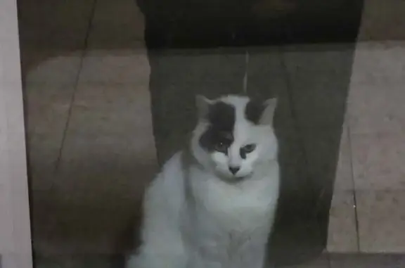 Chat noir et blanc cherche abri à Jarrie - photo