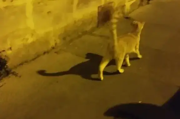 Chat roux sociable trouvé à Bordeaux - photo