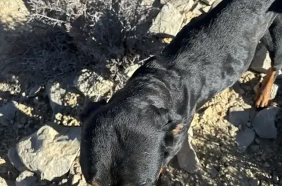 Sweet Found Dog Near Red Rock Canyon