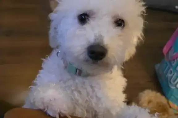 Lost White Cockapoo on East Derry Rd