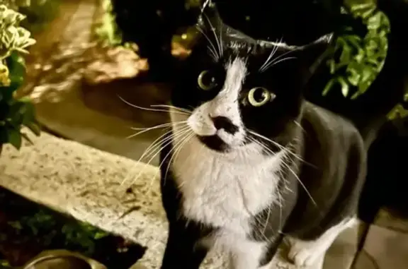 Chat trouvé Sète, photo: Chatte noire et blanche trouvée à Sète