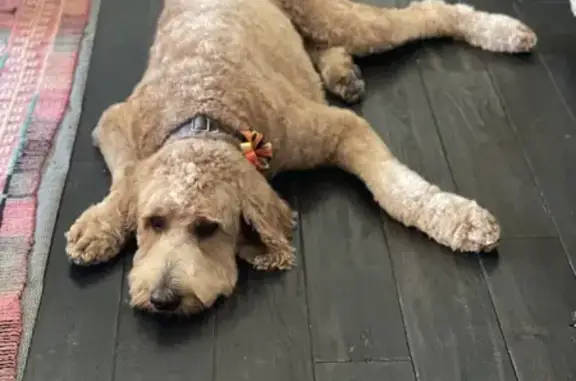 Lost Goldendoodle in Ottawa Forest