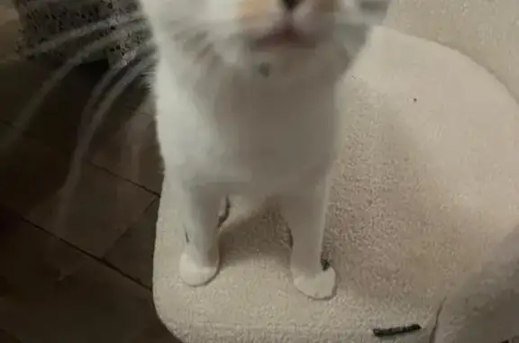 Animaux perdus Les Pennes-Mirabeau, photo: Chat perdu à Les Pennes-Mirabeau