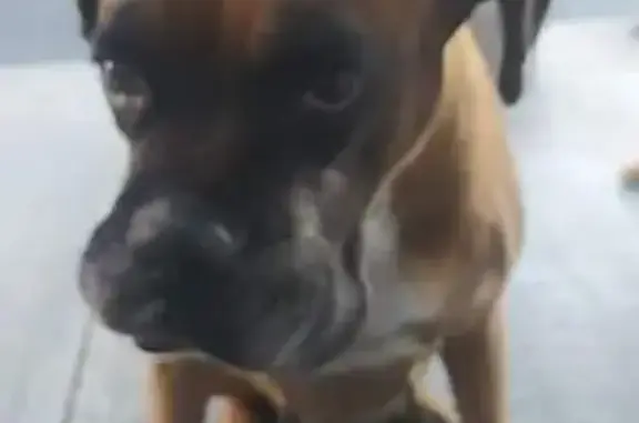 Perro Boxer perdido en Ciudad Neza