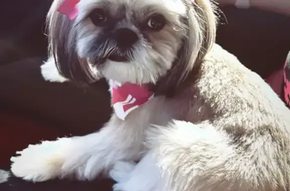 Lost Shih Tzu Luna in Tolleson Area