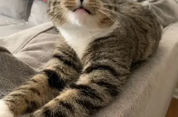 Lost Grey Tabby Cat: Venus in Homewood