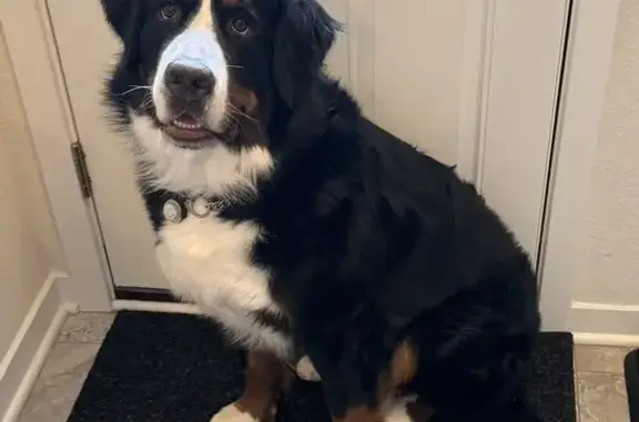 Help Find Lani: Lost Bernese in Mequon