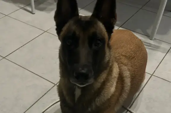 Chien perdu Le Grau-du-Roi, photo : Chien Malinois perdu au Grau-du-Roi
