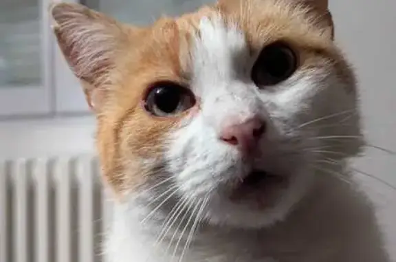 Chat mâle 7 ans roux-blanc perdu Montigny - photo