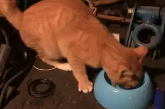 Animaux trouvés Francheville, photo: Chatte rousse sociable trouvée à Francheville