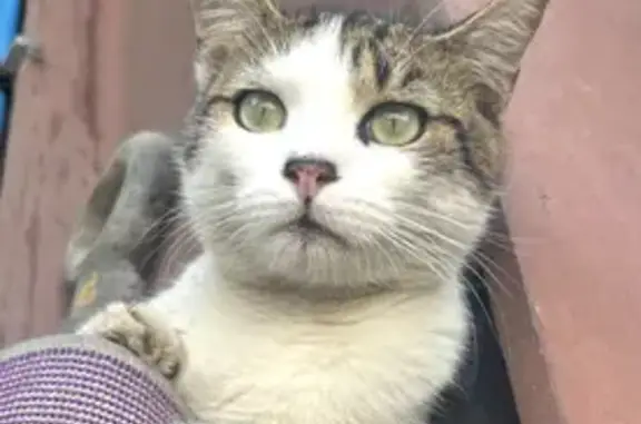 Titi, chat tigré sociable perdu à Allinges - photo