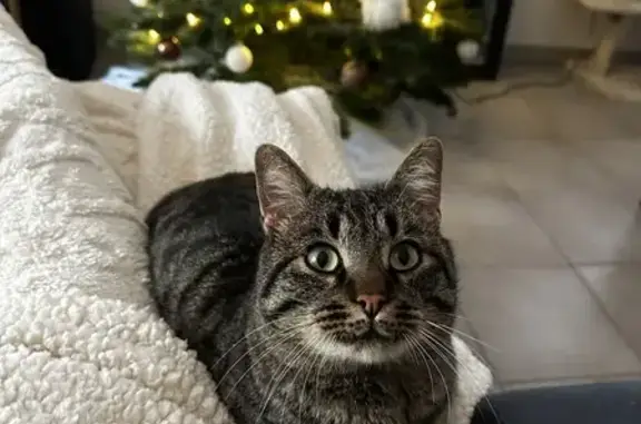 Chat trouvé à Oye-et-Pallet - photo