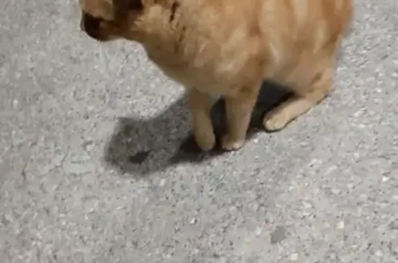 Chat roux câlin trouvé à Ville-la-Grand - photo