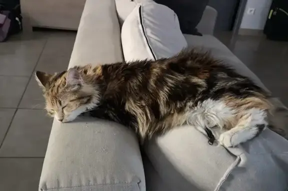 Animaux perdus Ménesplet, photo: Chatte tricolore 6 ans perdue à Ménesplet