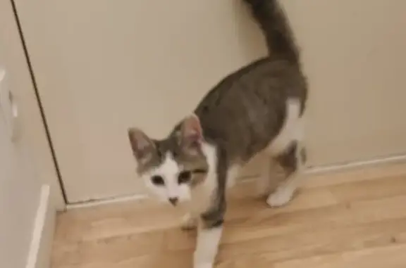 Chaton tigré-blanc trouvé à Saint-Quentin - photo