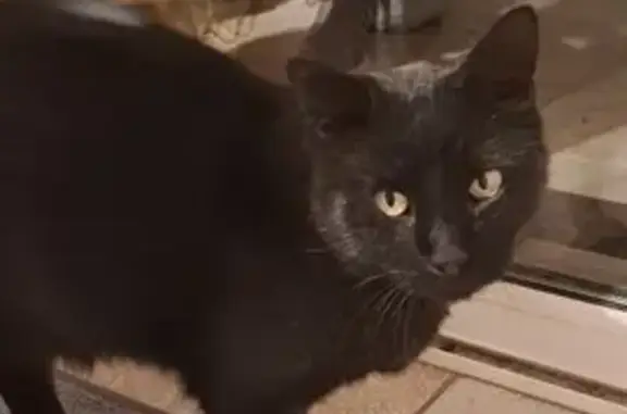 Chat sociable trouvé à Juvignac - photo
