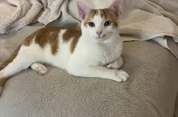 Missing Orange & White Cat in Winder