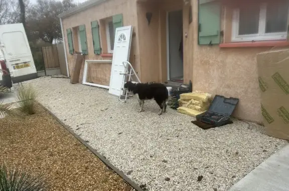 Chien trouvé , photo: Chien Border Collie trouvé à Villeneuve-en-Retz