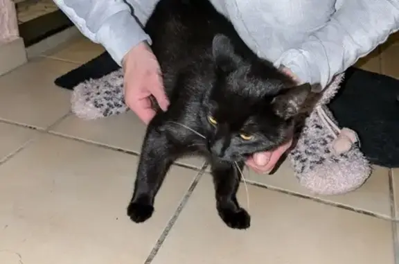 Petite chatte noire trouvée à Domérat - photo