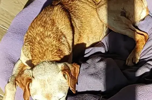Animaux trouvés , photo: Chien pinscher marron trouvé à Lerm-et-Musset