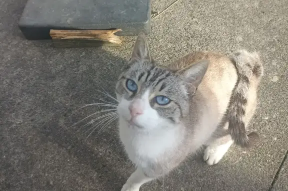 Chat trouvé , photo: Chat mâle castré trouvé à Espoey