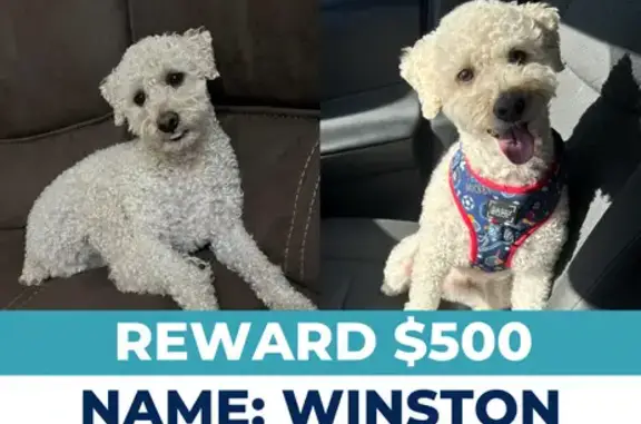 Help Find Winston: Lost Poodle in Athens!