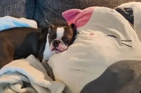 Lost Boston Terrier on Hale Ave: Help!