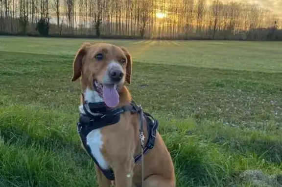Animaux perdus , photo: Chien croisé labrador caramel perdu