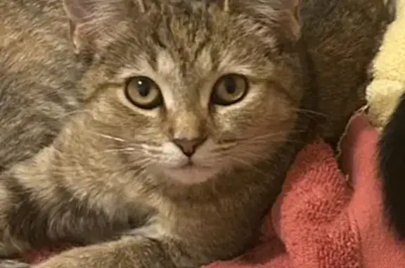 Lost Brown Tabby Kitten on W. Woodruff