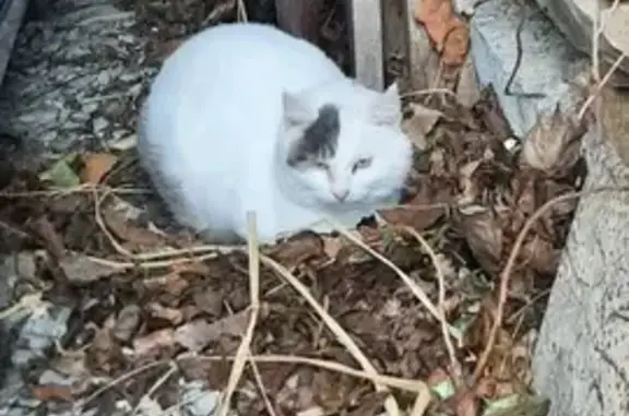 Animaux trouvés , photo: Chat beige avec tache noire trouvé à Nance