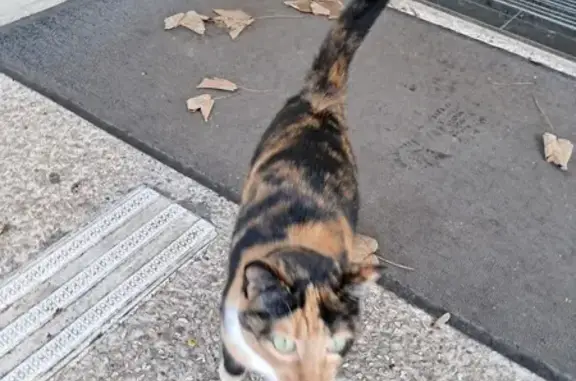 Chat écaille de tortue perdu à Scy-Chazelles - photo