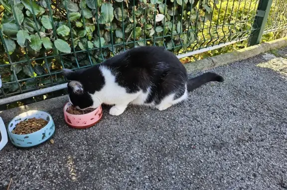 Chat trouvé Agde, photo: Chat européen noir et blanc trouvé à Agde