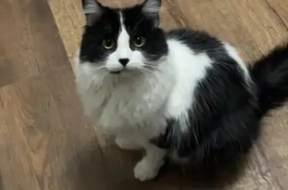 Missing Black & White Cat on Walker St