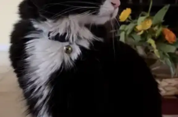 Lost Tuxedo Cat: West Melody Drive, PHX