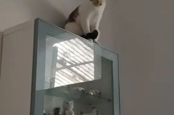 Animaux perdus Marseille Bompard, photo: Chat perdu : Nougat, mâle blanc marbré
